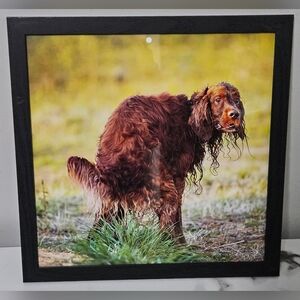 Pooping Irish Setter Framed Photo (12"x12")